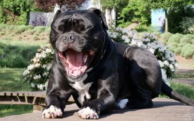 5 Mindfucks die dich im Hundetraining ausbremsen