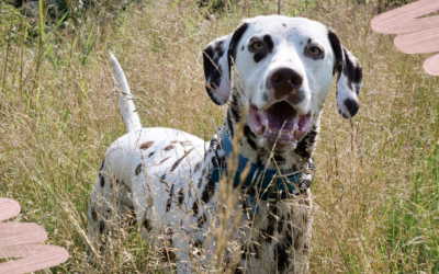 Ich hätte sehr gern eher gewusst …