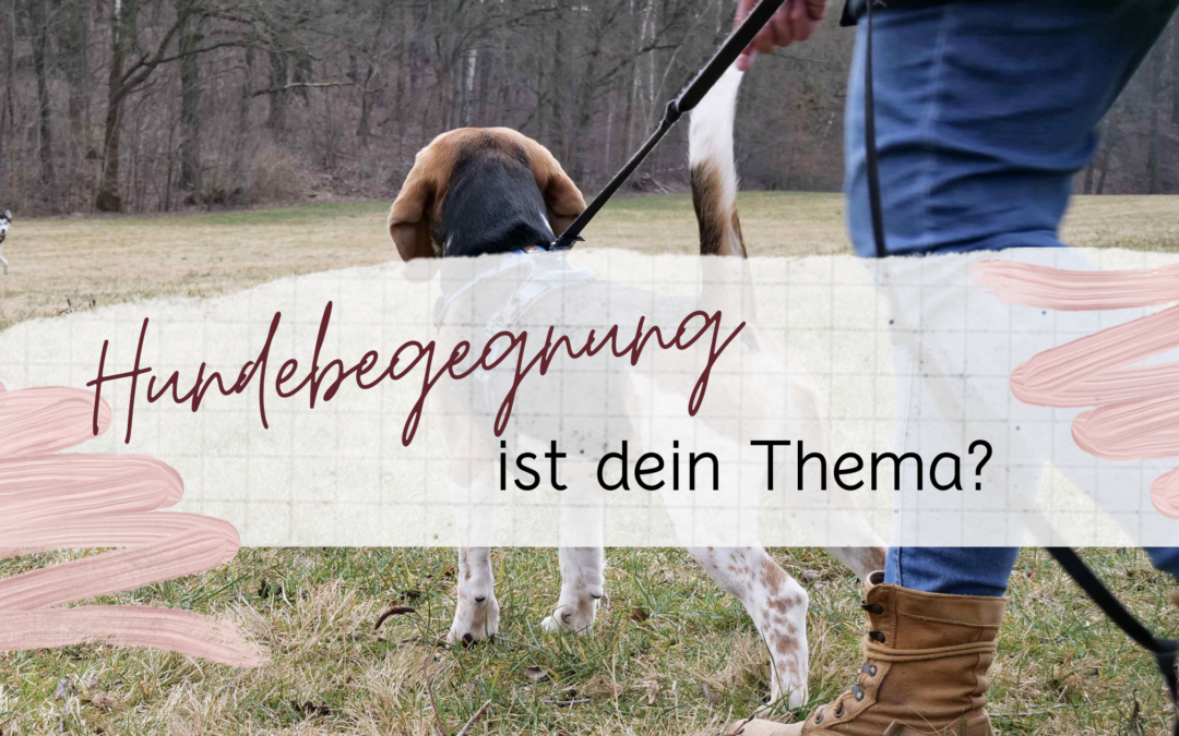 Hundebegegnung ist dein Thema