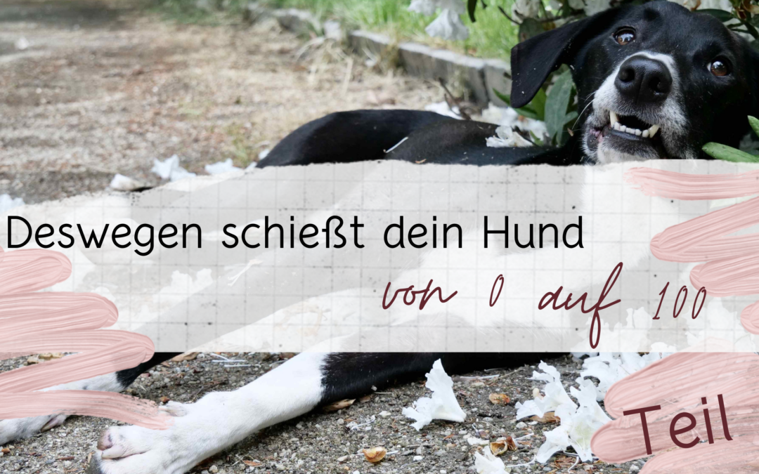 Von 0 auf 100 Teil 1