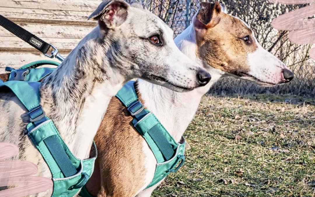 Ein Treffen mit dem Hundekumpel