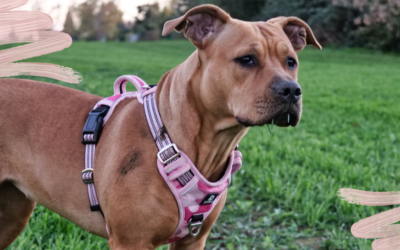 Lern die Sprache unserer Hunde