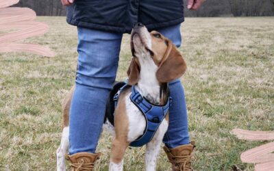 Deinem Hund Schutz bieten
