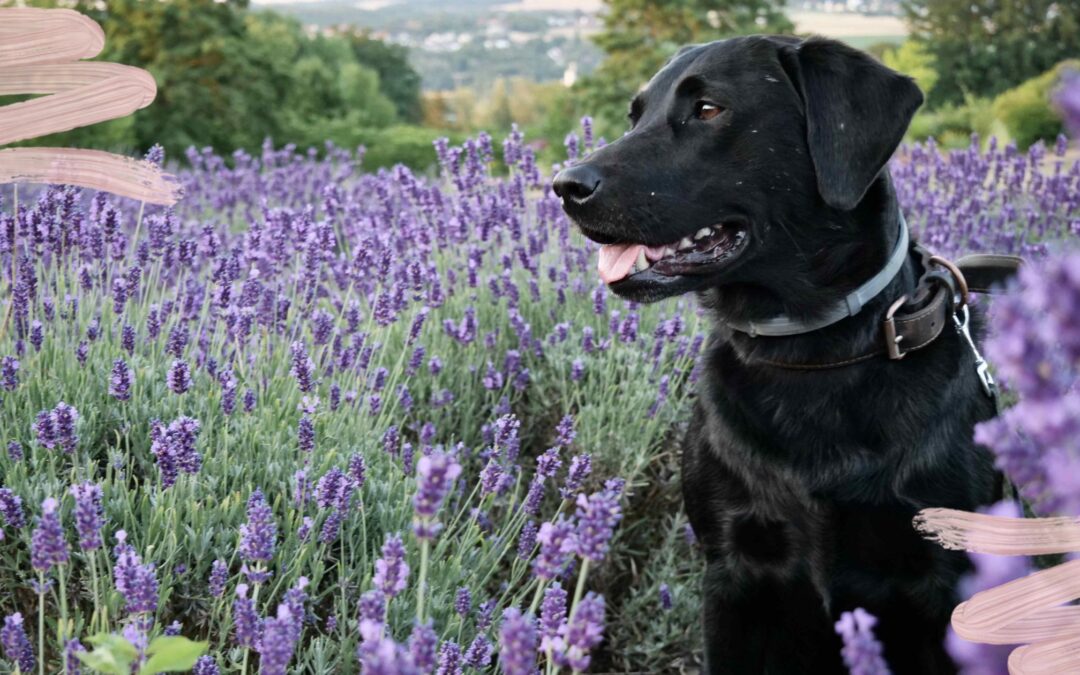 Strategie in Hundebegegnung