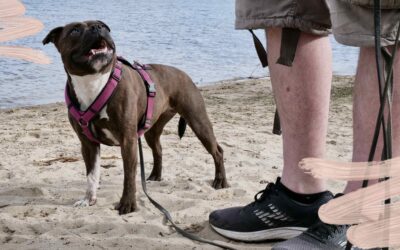 Gewusel auf dem Spaziergang? Mach´s strukturierter!