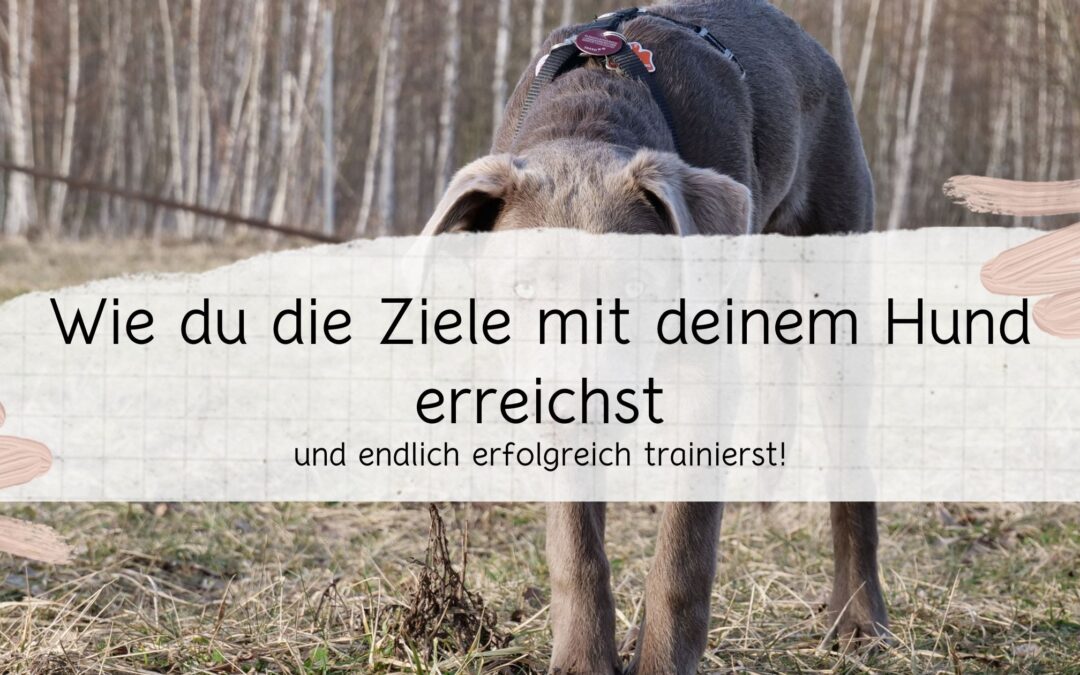 Wie du die Ziele mit deinem Hund erreichst