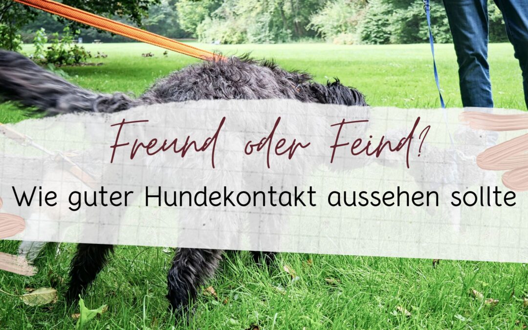 Hundekontakt