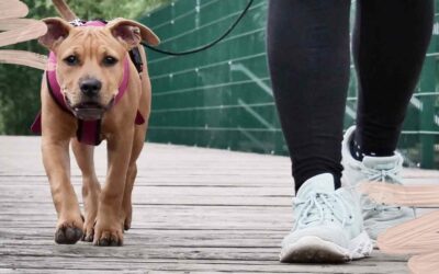 Den Leinengezerre Kampf durchbrechen