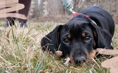 Ruhe im Hundetraining