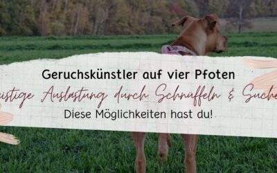 geistige Auslastung durch Schnüffeln und Suchen