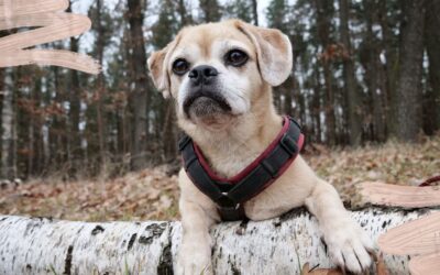 Freiwillige Umorientierung