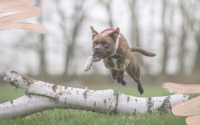 Wie euer Rückruf auch in spannenden Situationen funktioniert