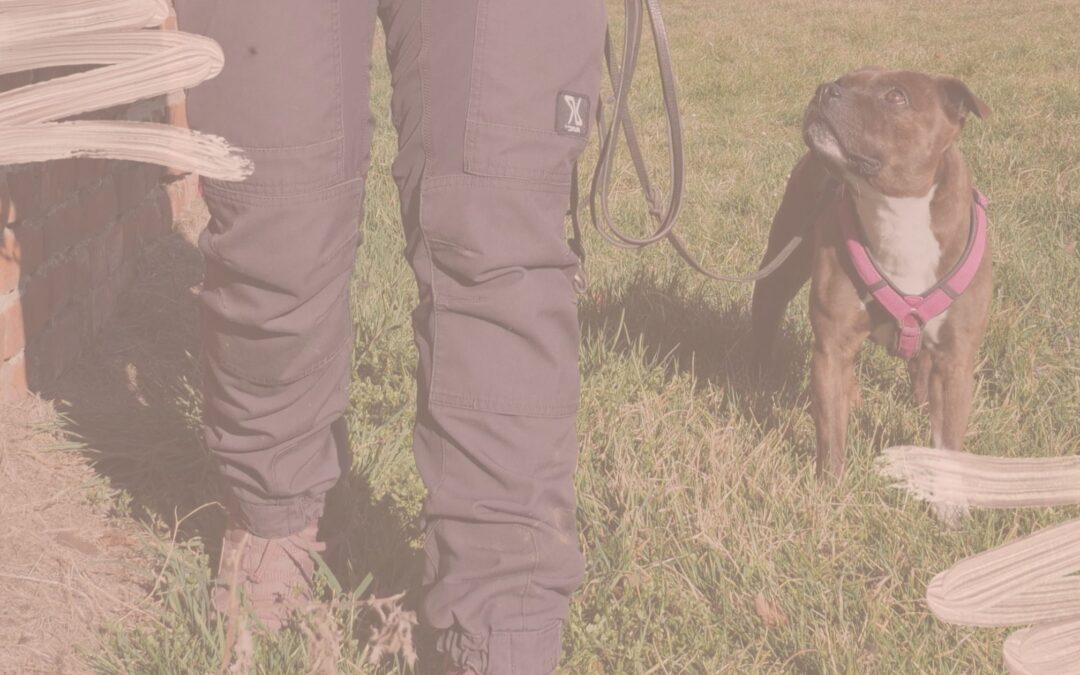 Mein Hund geht nach vorn