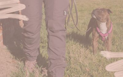 Mein Hund geht nach vorn